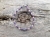 bransoletka-z-szafirem-rubinem-i-krysztalem-gorskim-rekodzielo-kamienie-naturalne-srebro-handmade.jpg