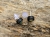 kolczyki-opalowa-elegancja-opal-drewno-heban-srebro-rekodzielo-drewniana-bizuteria-handmade-5.jpg